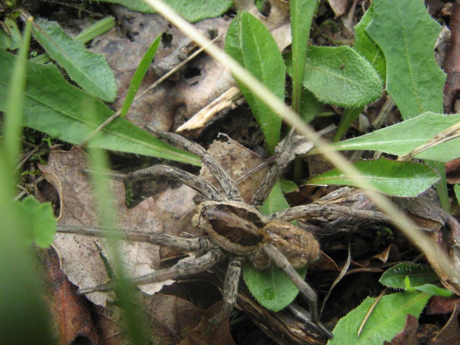 Hogna radiata